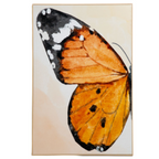 Quadro Decorativo Borboleta Papillon em Moldura Filete Tendência