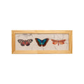 Quadro Borboleta