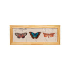 Quadro Borboleta
